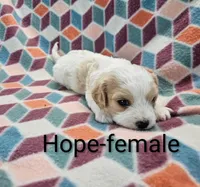 Hope, a female Cavachon for sale in Rock Valley, IA – 1 of 3