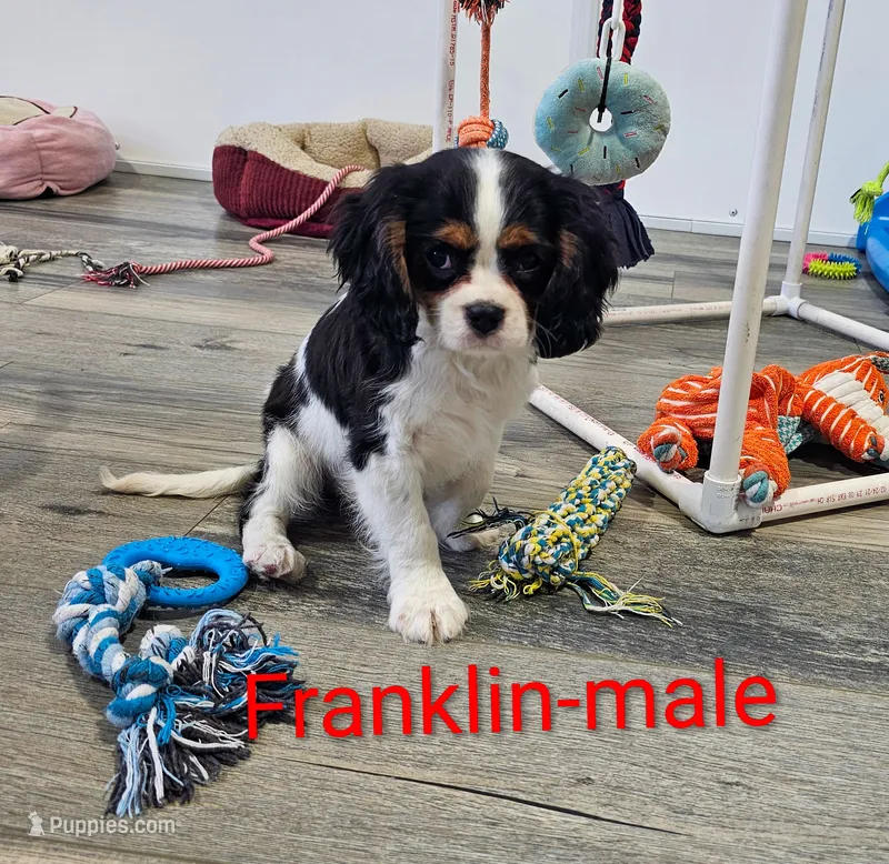 Franklin – Cavalier King Charles Spaniel puppy for sale in Rock Valley, IA