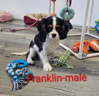 Franklin, a male Cavalier King Charles Spaniel for sale in Rock Valley, IA – 1 of 6