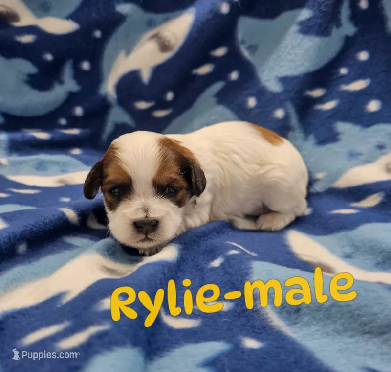 Rylie, a male Shihpoo for sale in Rock Valley, IA – 1 of 1