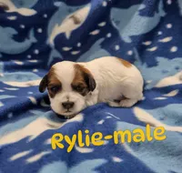 Rylie, a male Shihpoo for sale in Rock Valley, IA – 1 of 1