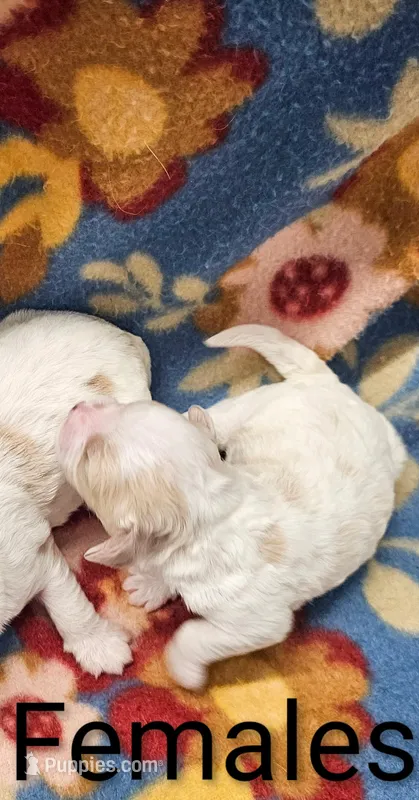 Sky – Cavachon puppy for sale in Rock Valley, IA