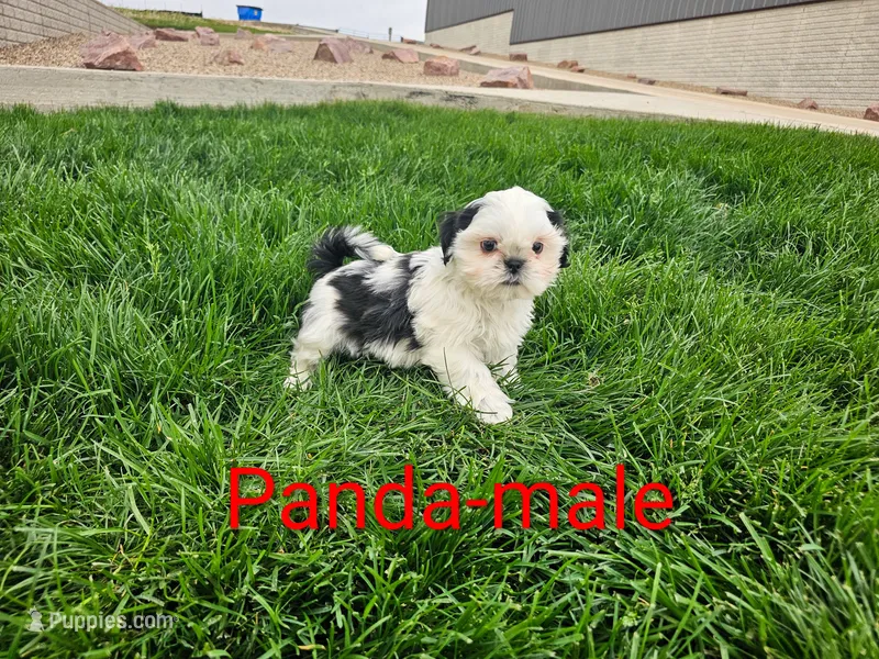 Panda – Shih Tzu puppy for sale in Rock Valley, IA