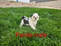 Panda, a male Shih Tzu for sale in Rock Valley, IA – 1 of 4