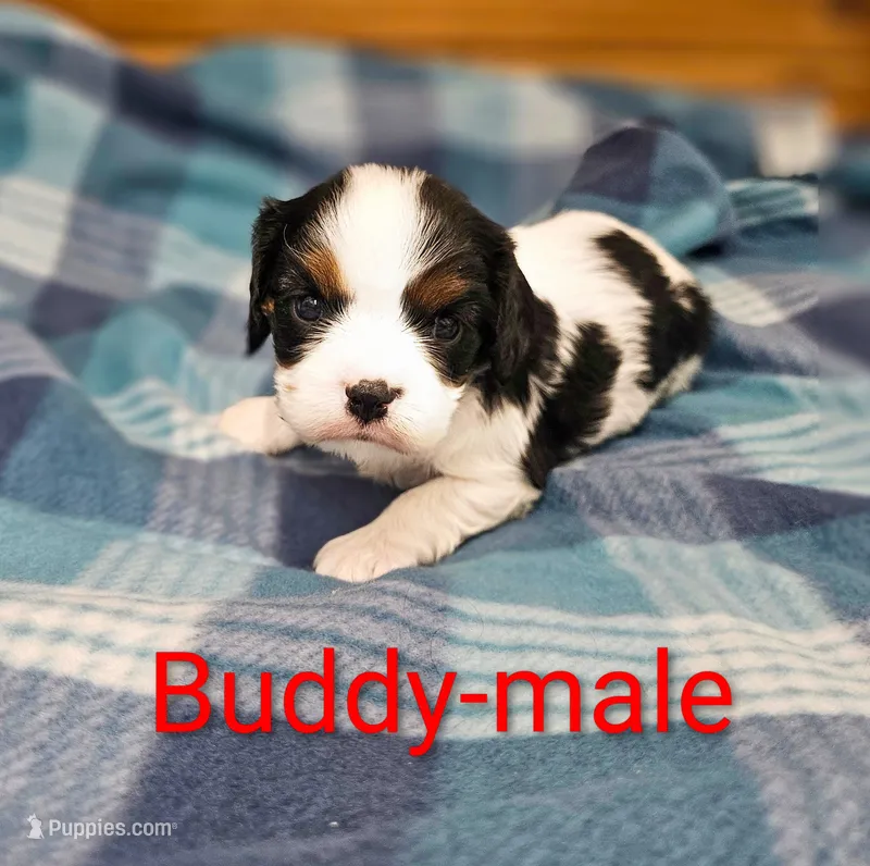 Buddy – Cavalier King Charles Spaniel puppy for sale in Rock Valley, IA