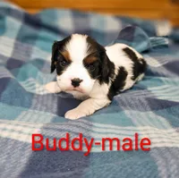 Buddy, a male Cavalier King Charles Spaniel for sale in Rock Valley, IA – 1 of 1