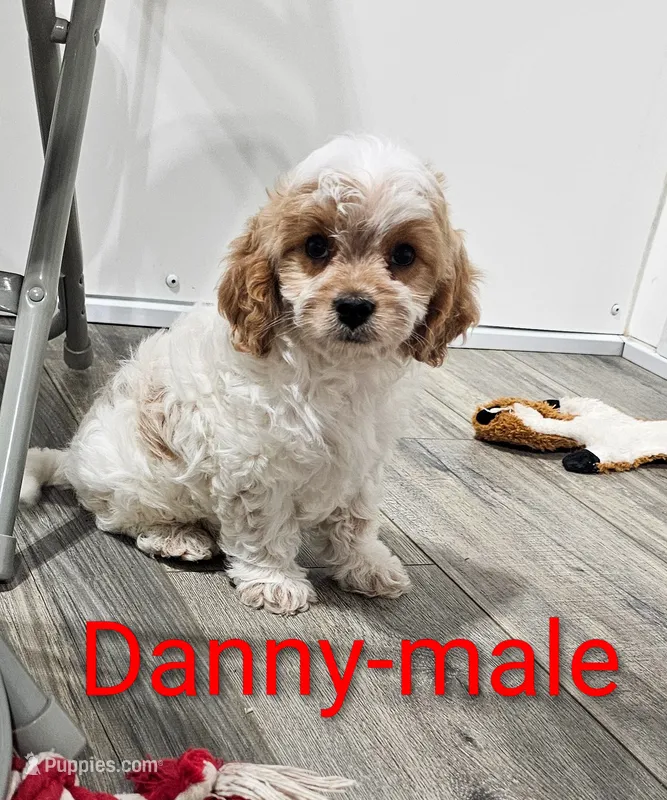 Danny – Cavapoo puppy for sale in Rock Valley, IA