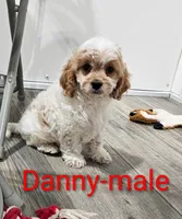 Danny, a male Cavapoo for sale in Rock Valley, IA – 2 of 4