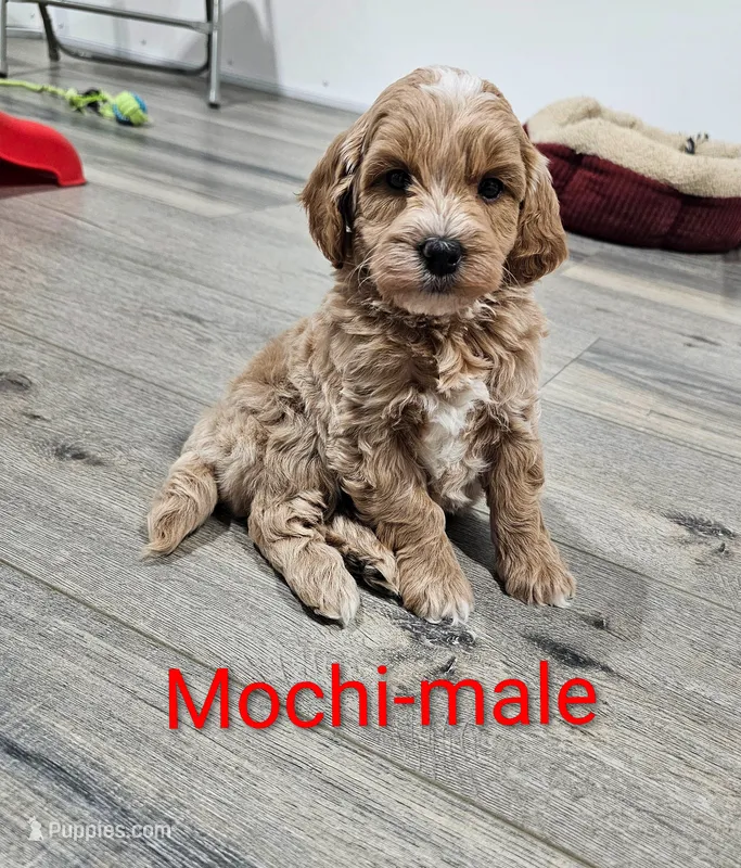 Mochi – Miniature Goldendoodle puppy for sale in Rock Valley, IA