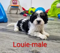 Louie, a male Cavapoo for sale in Rock Valley, IA – 2 of 4