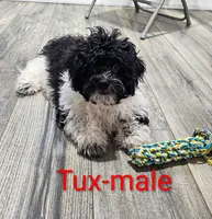 Tux, a male Shihpoo for sale in Rock Valley, IA – 2 of 6