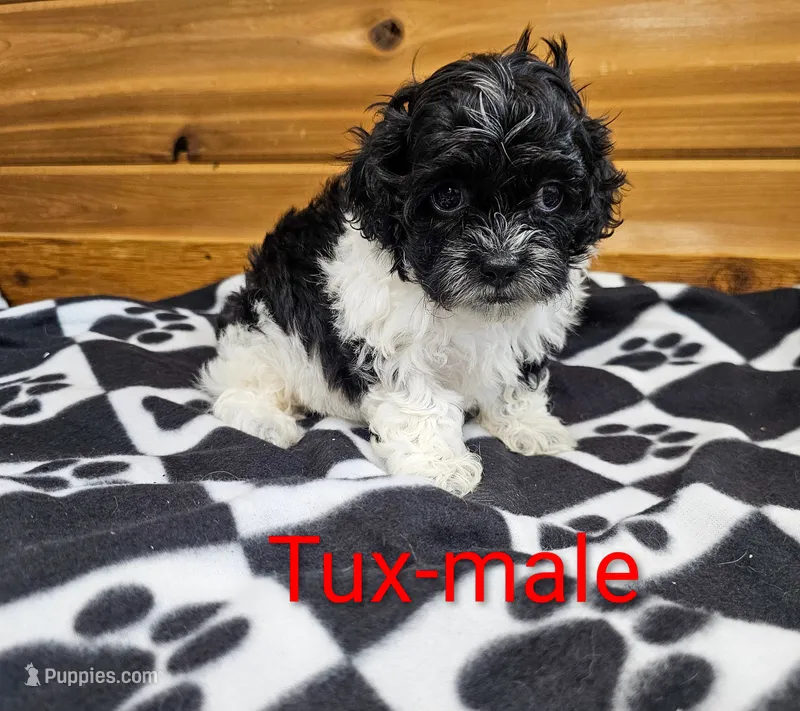 Tux – Shihpoo puppy for sale in Rock Valley, IA