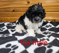 Tux, a male Shihpoo for sale in Rock Valley, IA – 2 of 3