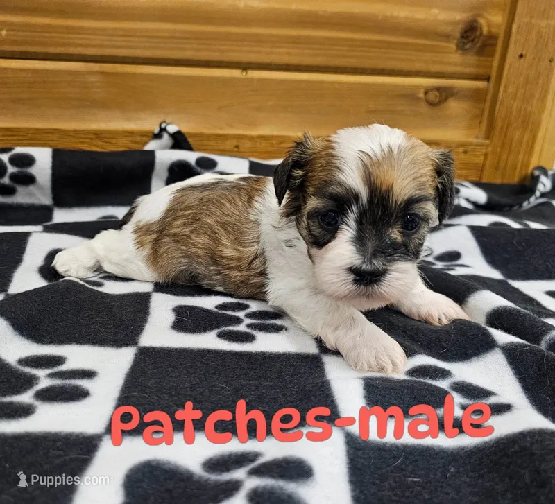 Patches – Shichon puppy for sale in Rock Valley, IA