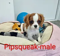 Pipsqueak, a male Cavalier King Charles Spaniel for sale in Rock Valley, IA – 3 of 7