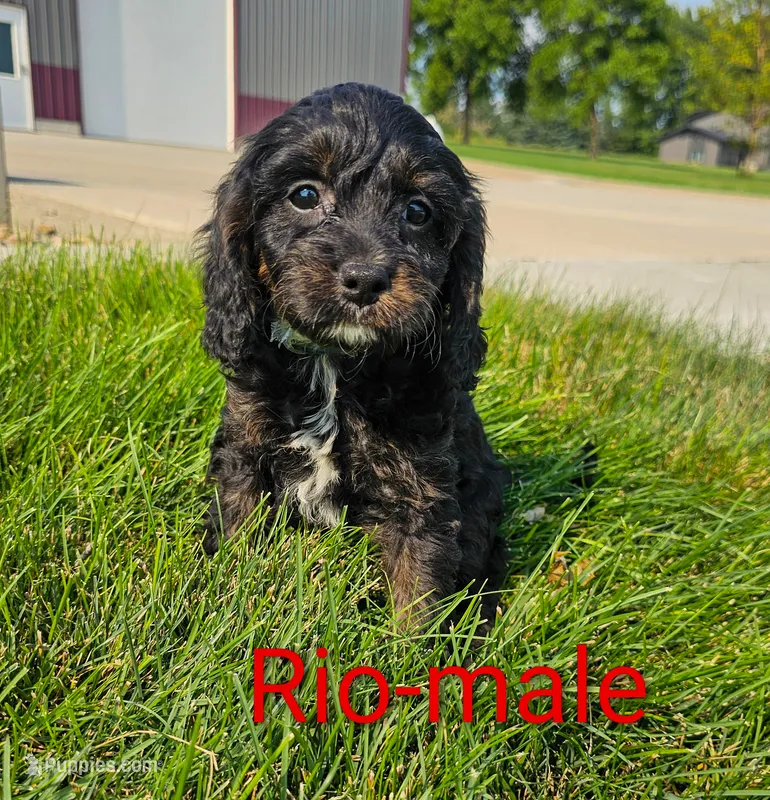 Rio – Cavapoo puppy for sale in Rock Valley, IA