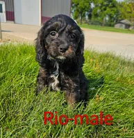 Rio, a male Cavapoo for sale in Rock Valley, IA – 2 of 5