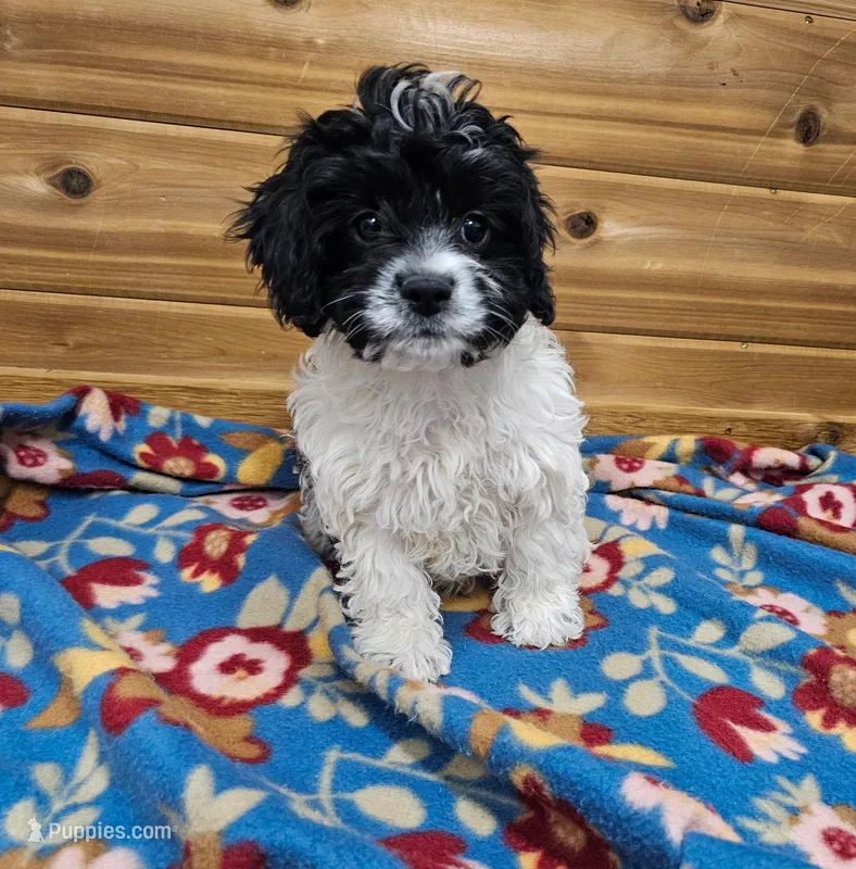 Miley – Cavapoo puppy for sale in Rock Valley, IA