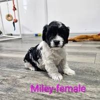 Miley, a female Cavapoo for sale in Rock Valley, IA – Photo 6 of 6