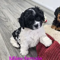 Miley, a female Cavapoo for sale in Rock Valley, IA – Photo 4 of 6