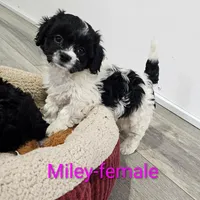 Miley, a female Cavapoo for sale in Rock Valley, IA – Photo 5 of 6