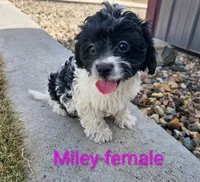 Miley, a female Cavapoo for sale in Rock Valley, IA – Photo 3 of 6