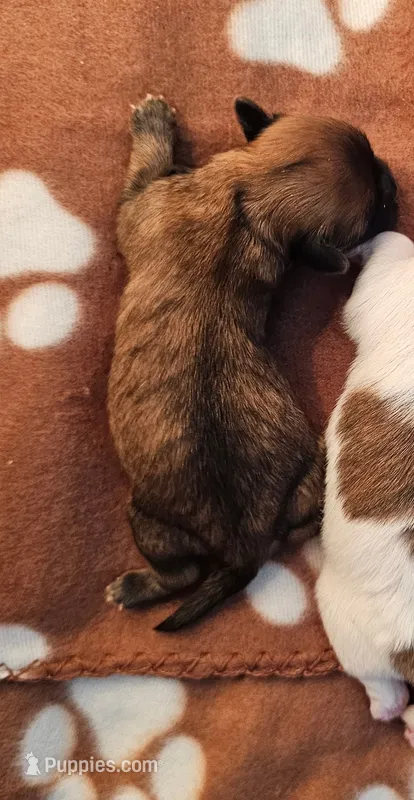 Periwinkle – Shichon puppy for sale in Rock Valley, IA