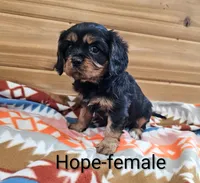 Hope, a female Cavalier King Charles Spaniel for sale in Rock Valley, IA – Photo 1 of 2