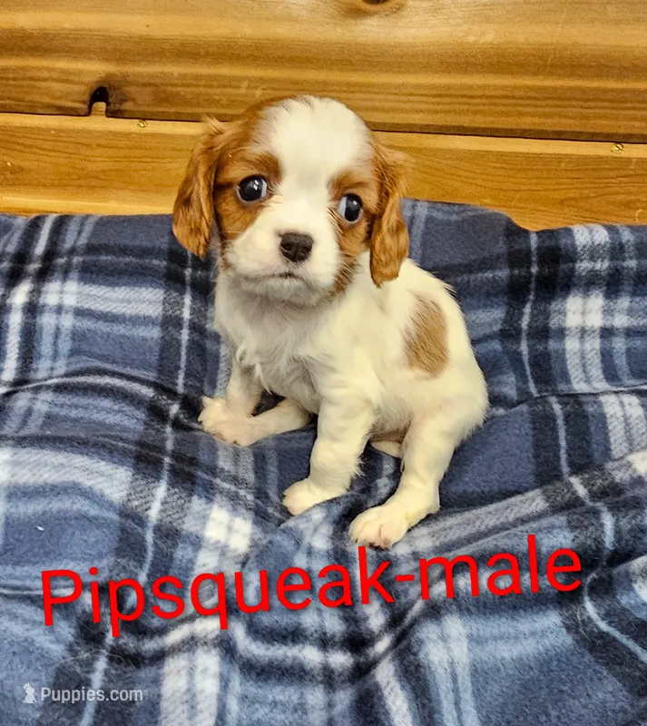Pipsqueak – Cavalier King Charles Spaniel puppy for sale in Rock Valley, IA