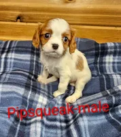 Pipsqueak, a male Cavalier King Charles Spaniel for sale in Rock Valley, IA – 3 of 4