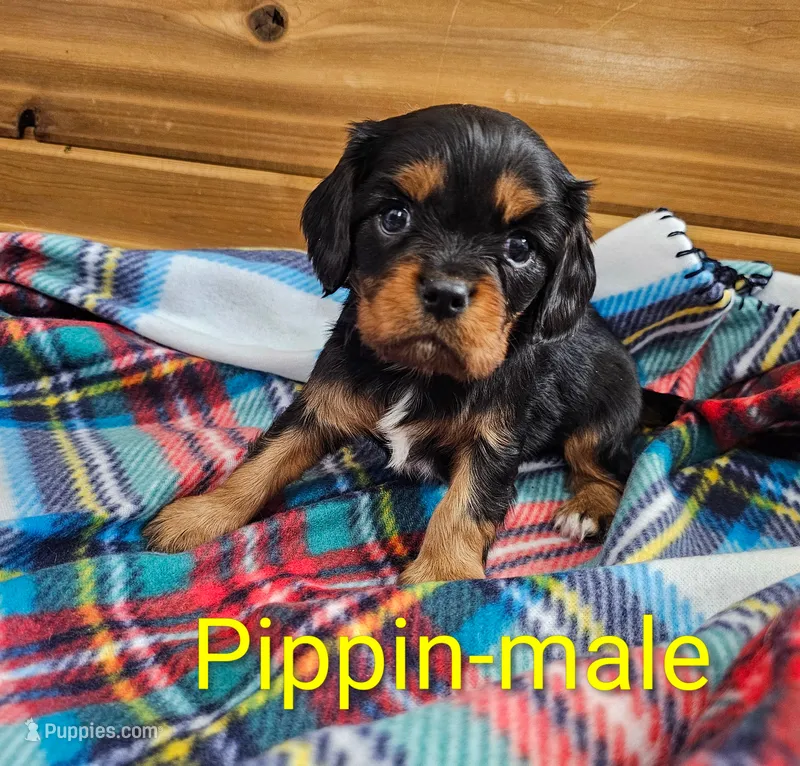 Pippin – Cavalier King Charles Spaniel puppy for sale in Rock Valley, IA