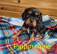 Pippin, a male Cavalier King Charles Spaniel for sale in Rock Valley, IA – 4 of 5