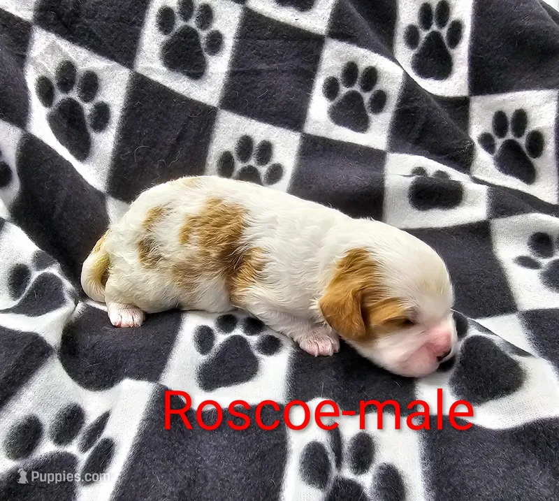 Roscoe – Cavapoo puppy for sale in Rock Valley, IA