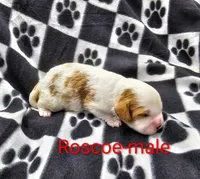Roscoe, a male Cavapoo for sale in Rock Valley, IA – 4 of 4