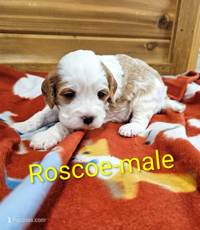 Roscoe – Cavapoo puppy for sale in Rock Valley, IA
