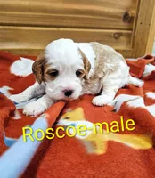Roscoe, a male Cavapoo for sale in Rock Valley, IA – 3 of 4