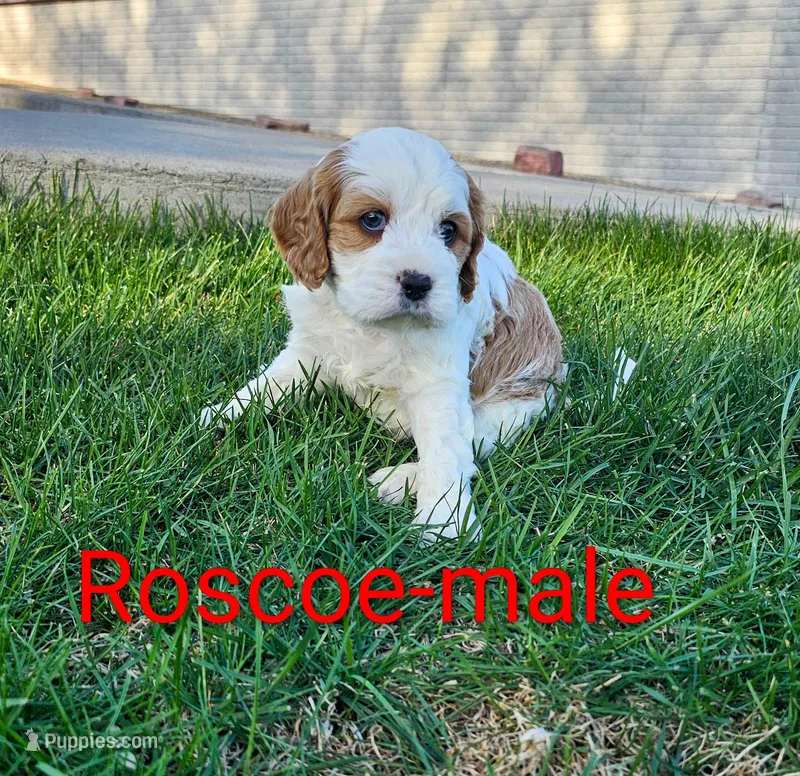 Roscoe – Cavapoo puppy for sale in Rock Valley, IA