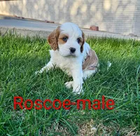 Roscoe, a male Cavapoo for sale in Rock Valley, IA – 2 of 4