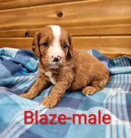 Blaze, a male Cavapoo for sale in Rock Valley, IA – 1 of 1