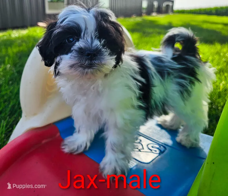 Jax – Shihpoo puppy for sale in Rock Valley, IA