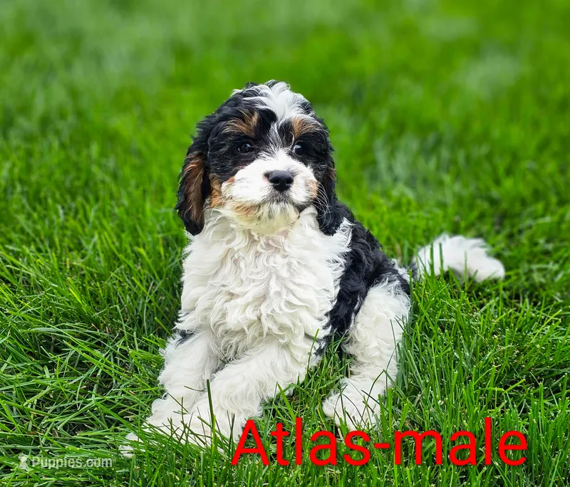 Atlas  – Cavapoo puppy for sale in Rock Valley, IA