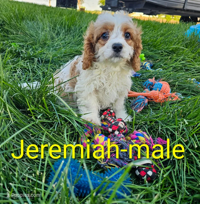 Jeremiah  – Cavapoo puppy for sale in Rock Valley, IA