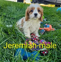 Jeremiah , a male Cavapoo for sale in Rock Valley, IA – 1 of 3