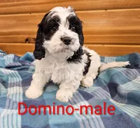 Domino, a male Cavapoo for sale in Rock Valley, IA – 1 of 2
