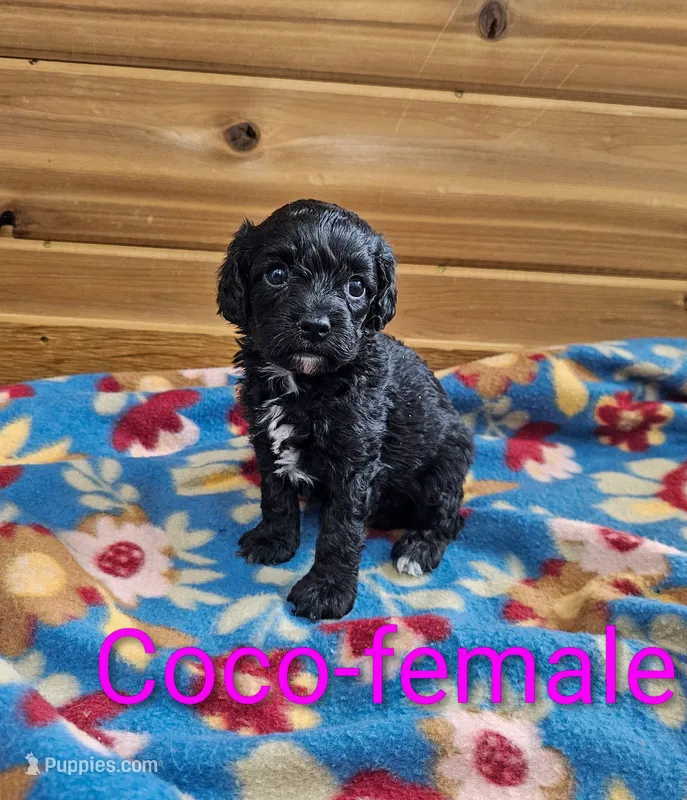 Coco – Cavapoo puppy for sale in Rock Valley, IA