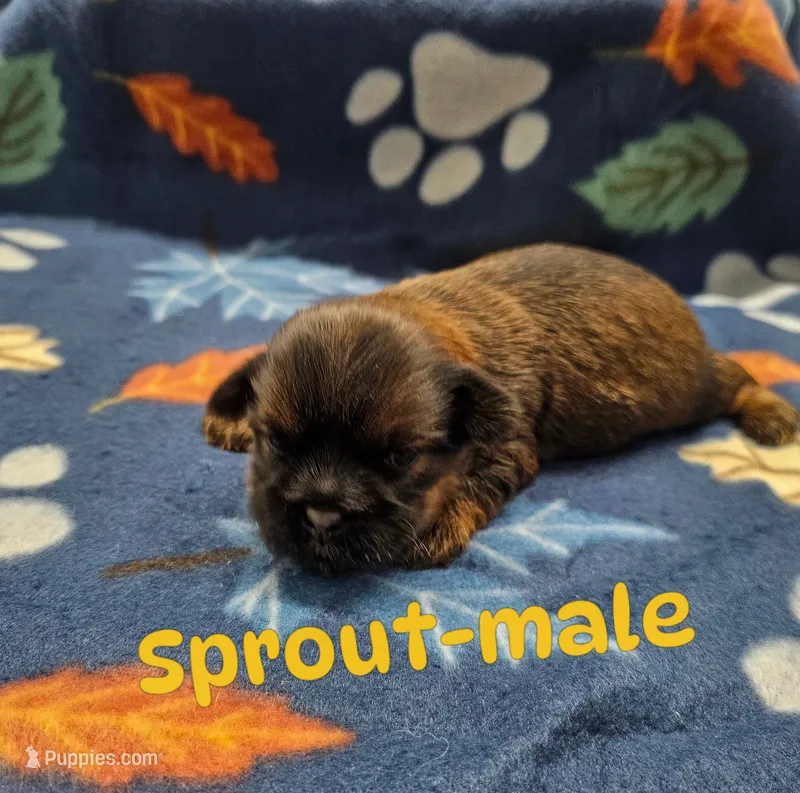 Sprout, a male Shorkie for sale in Rock Valley, IA – 1 of 1