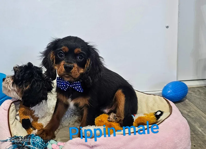 Pippin – Cavalier King Charles Spaniel puppy for sale in Rock Valley, IA