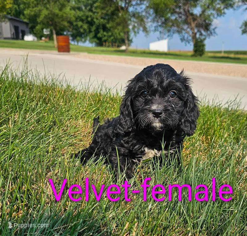Velvet – Cavapoo puppy for sale in Rock Valley, IA