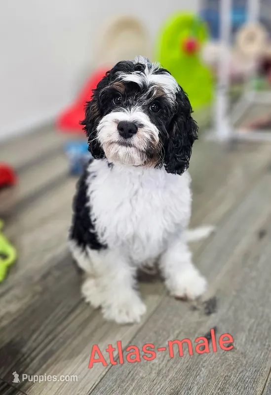 Atlas – Cavapoo puppy for sale in Rock Valley, IA