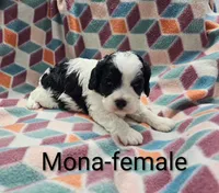 Mona, a female Cavapoo for sale in Rock Valley, IA – 1 of 1
